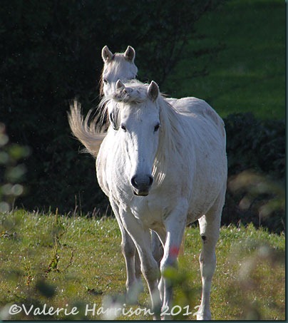 53-White-Horses