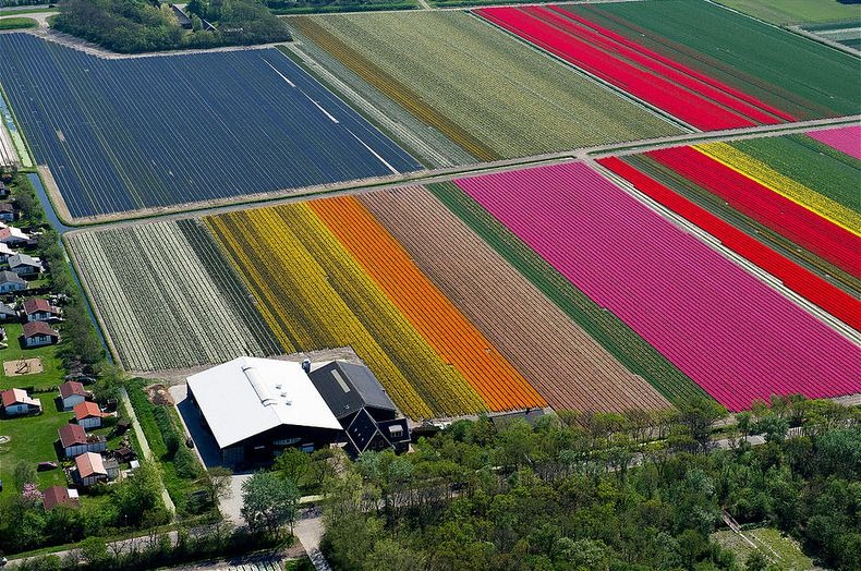 tulip-field-8