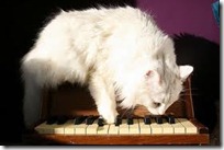 gato pianista blogdeimagenes (6)