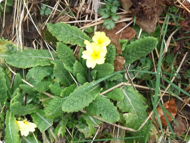 not a very good pic of a primrose