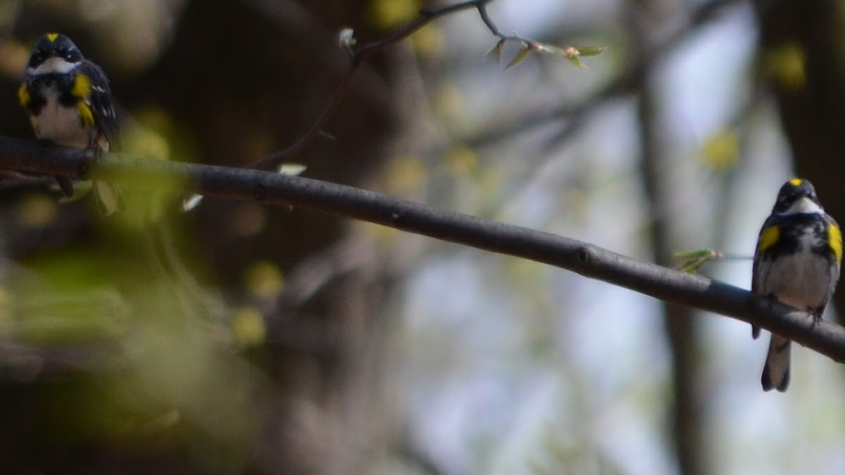 Yellow-rumped Warbler