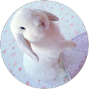 Image Google de Lucie Lecauche