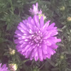 Aster