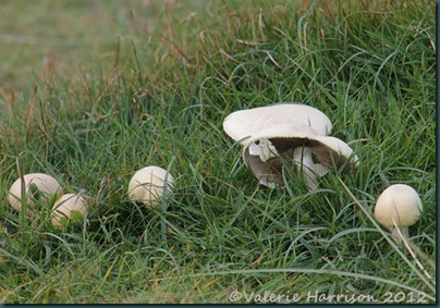 26-mushrooms