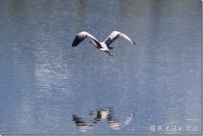 花蓮-理想大地渡假村-豐之谷生態公園。在理想大地風之谷見到的「蒼鷺」，蒼鷺非常大一隻，想要看不見牠也難，飛行速度緩慢，所以可以讓我拍得這麼清楚。