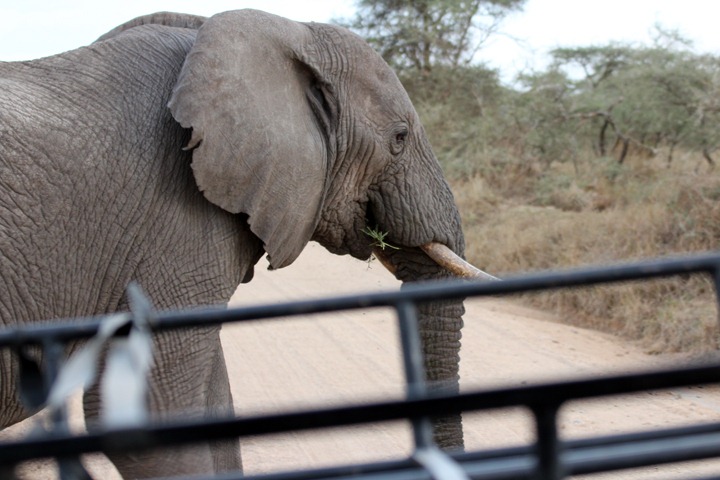 [October-19-2012-elephant-crossing-th%255B1%255D.jpg]