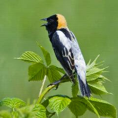 Download suara burung bobolink bobolink