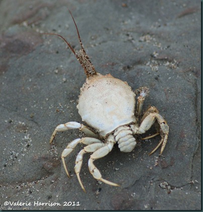 27 Masked-Crab-Corystes-cassivelaunus