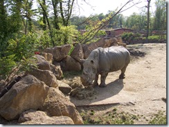2005.05.18-019 rhinocéros