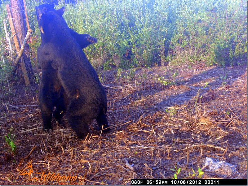 Dancing Bear's captured on JRogers Wildlife camera