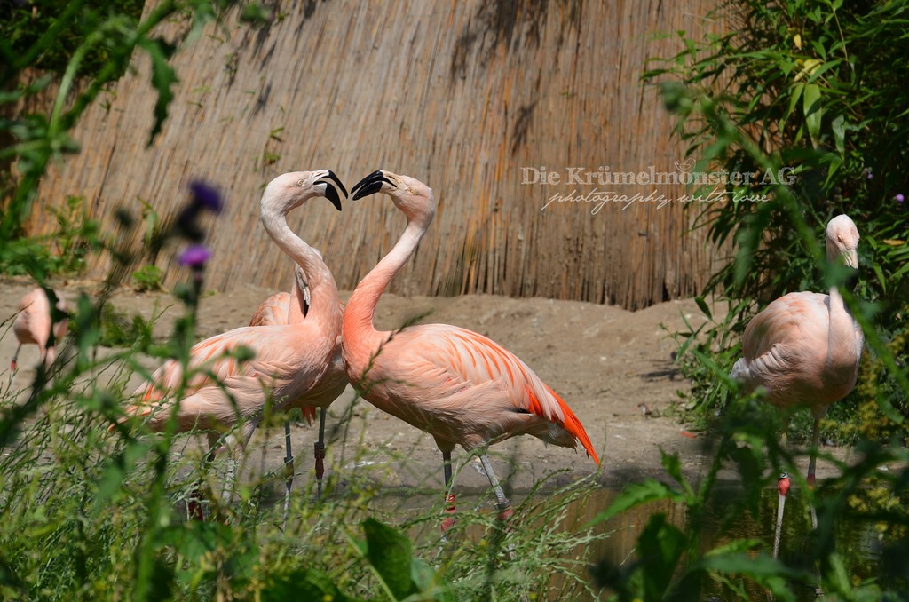 [Zoo-Frankfurt-100713-763.jpg]