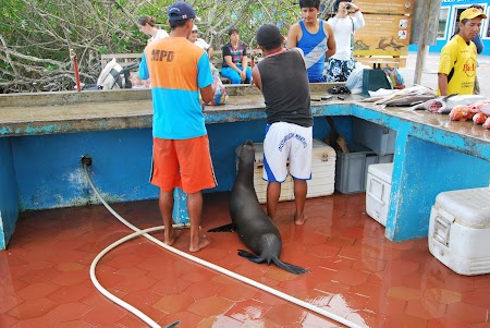 Imagini Galapagos: foca la masa in Puerto Ayora