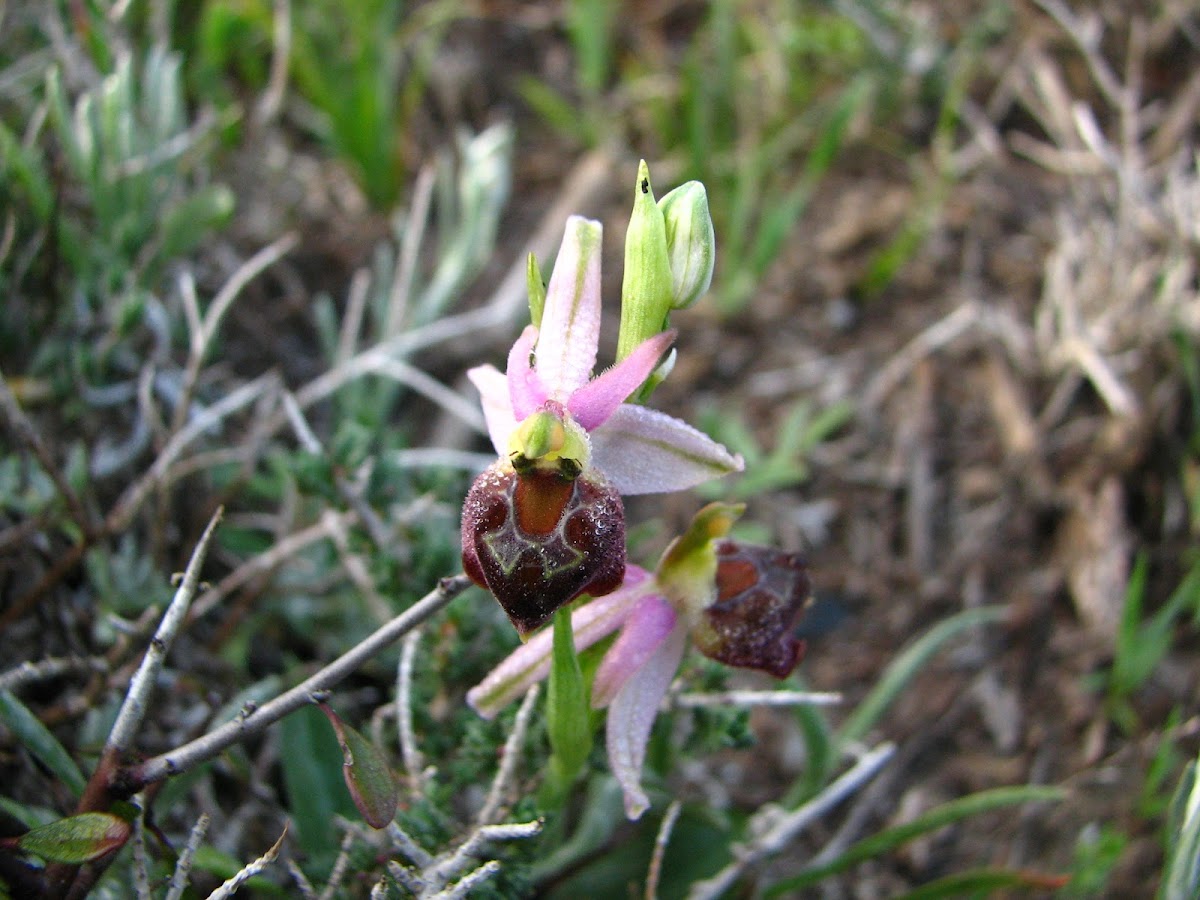 The Argolic Ophrys