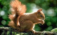 red squirrel