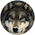 crypto Wolf crypto Wolf