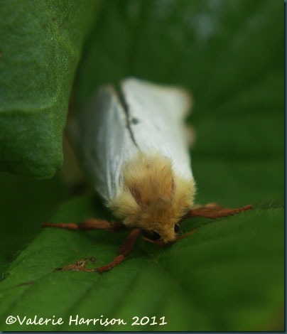 ghost-moth-2