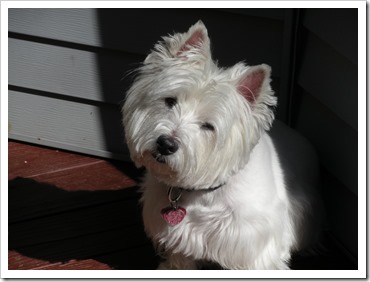 yogi sunning