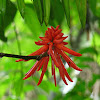 Erythrina flower