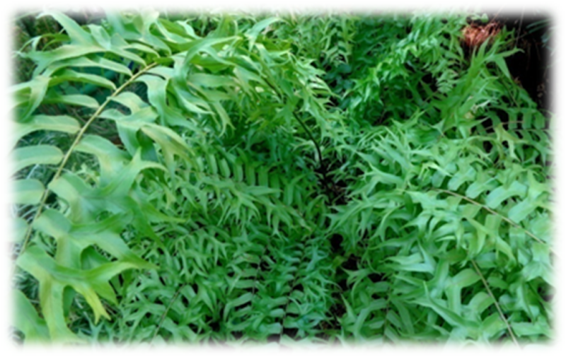 Difference between Megaphyllous and Microphyllous Pteridophytes | Plant ...
