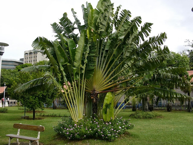 Chuối rẻ quạt chuoi re quat