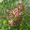 Kidney vetch