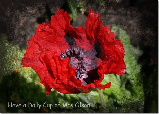 smucged red poppy