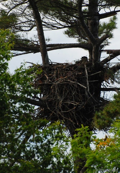 4. eagle's nest-kab