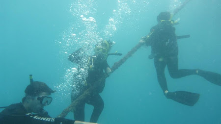 Imagini Cairns: Acomodarea sub apa la marea bariera de corali ... 
