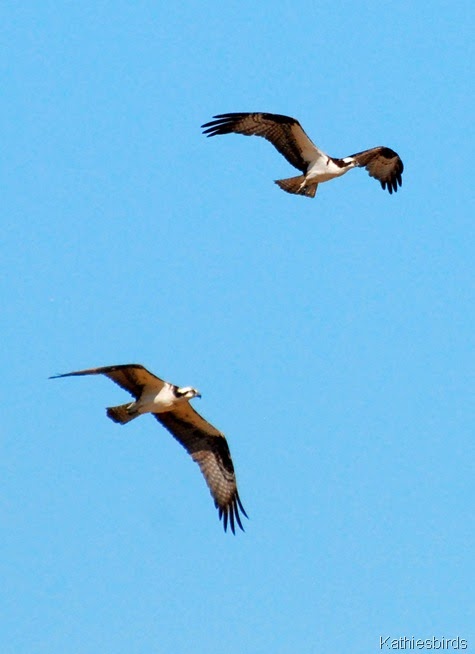 12. osprey pair-kab