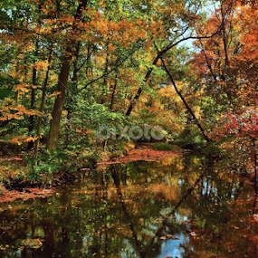 magic of fall by Dejan Gavrilovic - Landscapes Forests