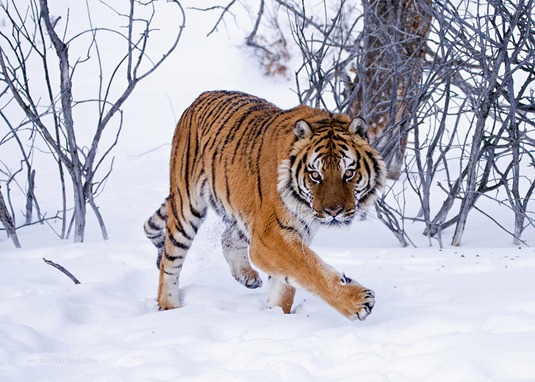 [Siberian-tiger-Panthera-tigris-altaica%255B2%255D.jpg]