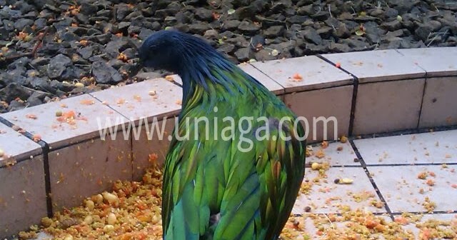 Burung Punai Mas Nicobar Pigeon Uniaga Aviary