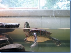 7195 Restoule Provincial Park - Visitor Centre - painted turtle Penelope