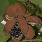 Spotted Sterculia, Indian Sterculias
