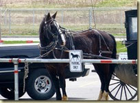 Amish Buggy (2) Amish Buggy (2)