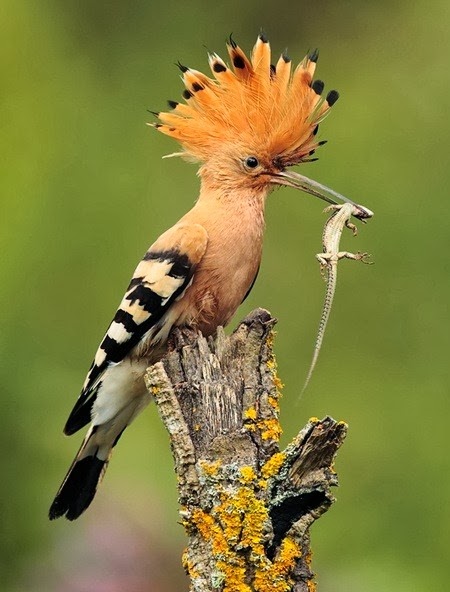 Burung hud-hud hoopoe