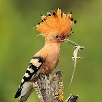 Burung Hud Hud