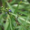 Swordleaf Dianella