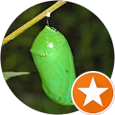 Chrysalis Jade