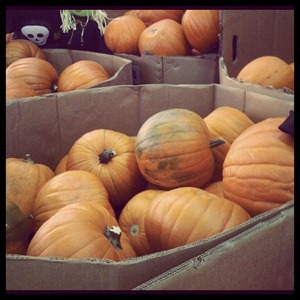 20111019 pumpkins (1)