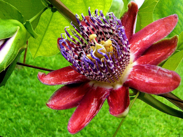 Flor.jpg