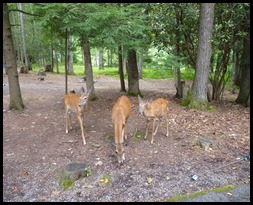 Watoga S.P WV-Deer at the C.G