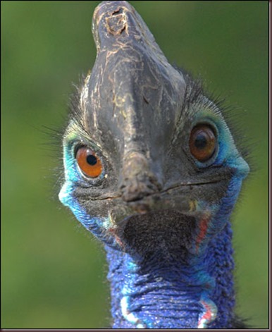 Amazing Animal Pictures The cassowary (2)