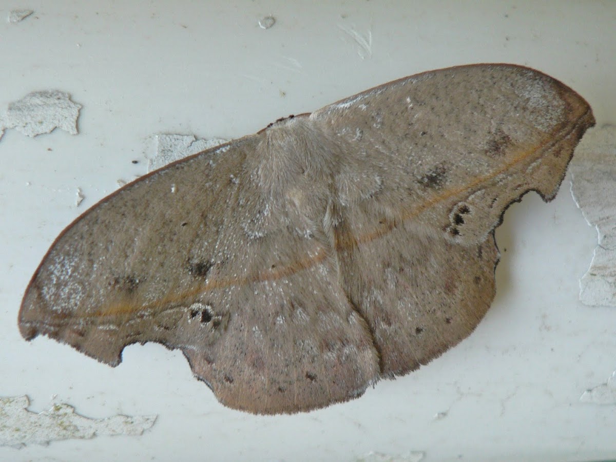 Dead leaf moth