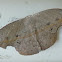 Dead leaf moth