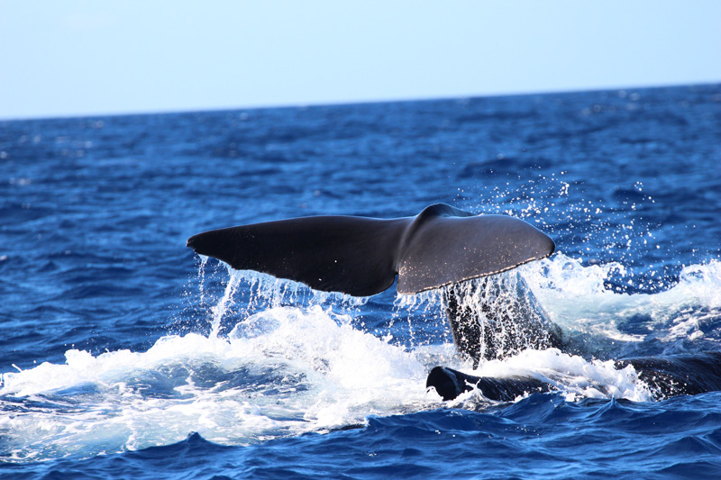 Sperm Whale