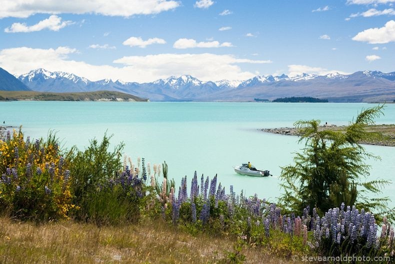 lupins-lake-tekapo-8