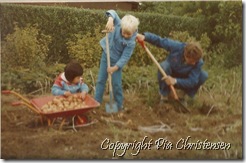 Opgravning af kartofler 1984