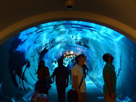 04. Tunul prin acvariu.JPG