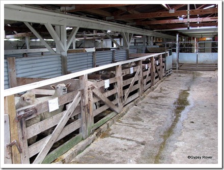 Sheep pens at the Clareville stock market.